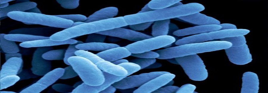 Escherichia coli bacteria by scanning electron microscopy (SEM). E. coli are present in the intestinal contents of aniamls and are thus also called the intestinal rods. They are used as indicators of contamination with fecal material. In the past, some of